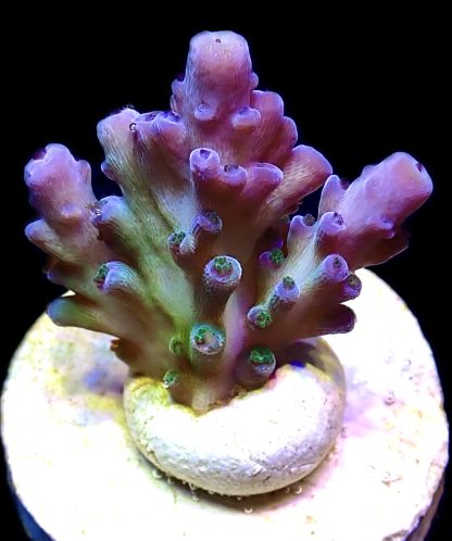 WYSIWYG 10H Violet Venom Acropora Frag