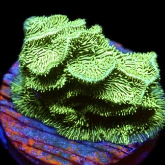 WYSIWYG 15B Ultra Metallic Scrolling Pavona Frag