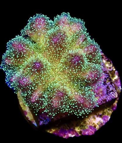 WYSIWYG 12i M.O.C Amethyst Gem Pocillopora Frag