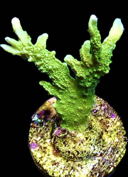 WYSIWYG 25B Elkhorn Montipora Frag