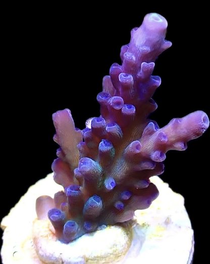 WYSIWYG 23F M.O.C. Miyagi Tort Acropora Frag