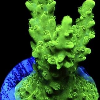 WYSIWYG 20G Green Slimer Acropora Frag