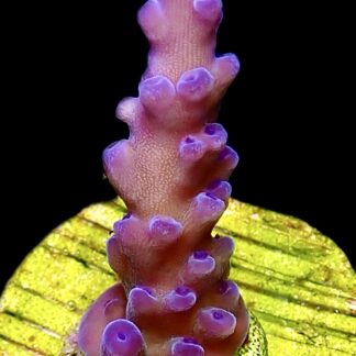 WYSIWYG M7 Miyagi Tort Acropora Frag