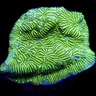 WYSIWYG 33C Wrinkle Leptoseris Frag