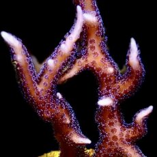 WYSIWYG 13J Pink Seriatopora Hysterix Frag