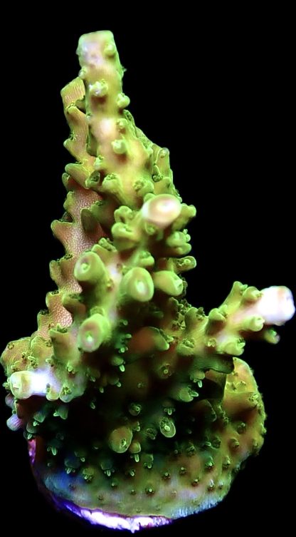 WYSIWYG 22F Green Slimer Acropora Frag Large