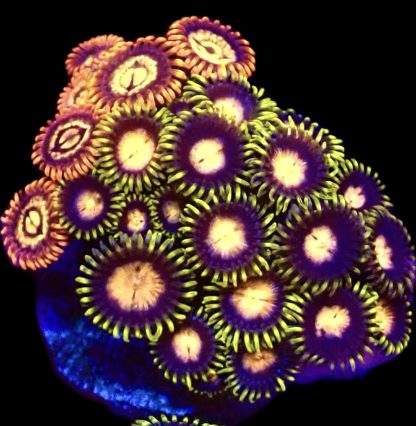 WYSIWYG  Zoanthid Frag B46