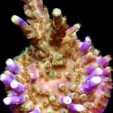 WYSIWYG 11E Acropora Nana Purple Frag Large