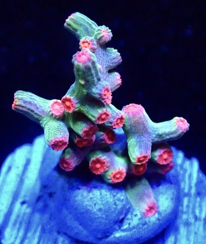 WYSIWYG 7D Pink Branching Cyphastrea Frag