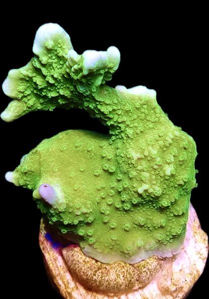 WYSIWYG 7F Elkhorn Montipora Frag