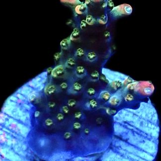 WYSIWYG 8i M.O.C. Bubblebath Unicorn Acropora Frag