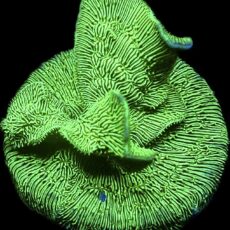 WYSIWYG 9A Ultra Metallic Scrolling Pavona Frag