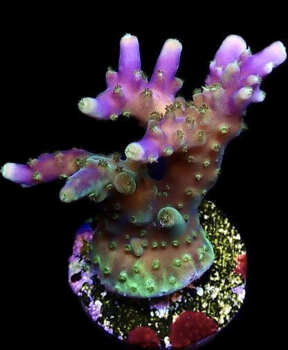 WYSIWYG 23E Acropora Nana Purple Frag