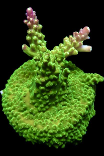 WYSIWYG 22G Rainbow Loom Acropora Large Frag - Image 2