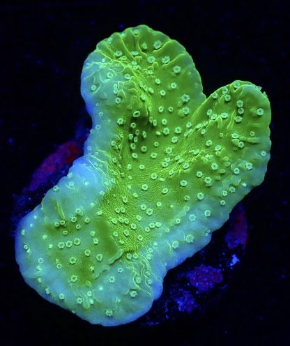 WYSIWYG 21A Pink Rim Emerald Plating Montipora Frag