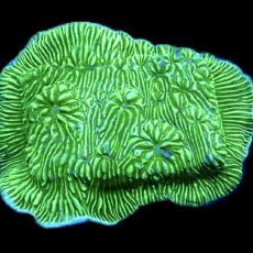 WYSIWYG 33D Wrinkle Leptoseris Frag