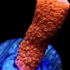WYSIWYG 11G Burning Ember Montipora Frag