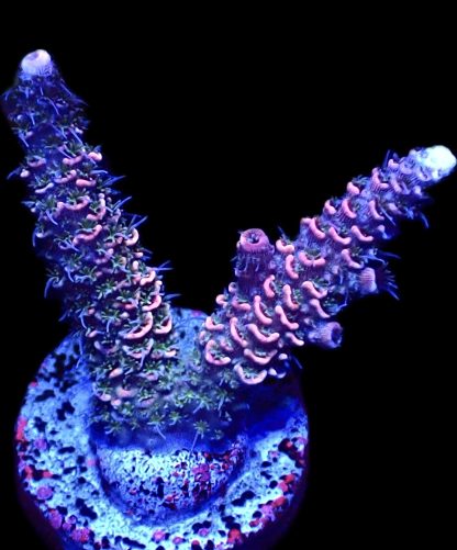 WYSIWYG 18i Strawberry Millepora Frag