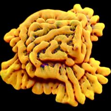 WYSIWYG 8B Beach Bum Montipora Frag Extra Large