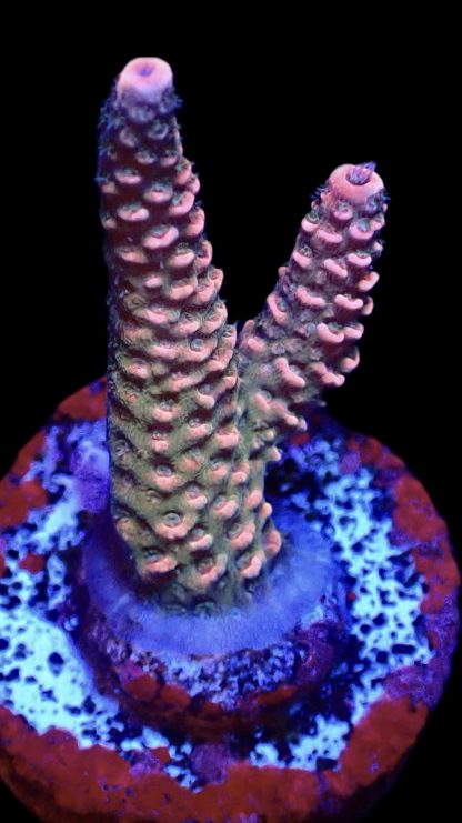 WYSIWYG 14G Strawberry Millepora Frag