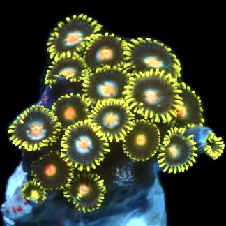 WYSIWYG Zoanthid Frag Q5