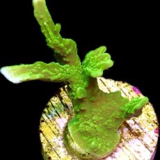 WYSIWYG 20J Elkhorn Montipora Frag