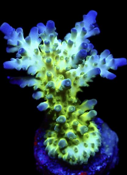 WYSIWYG 14G Violet Venom Acropora Frag Large
