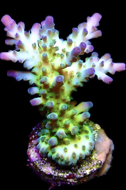 WYSIWYG 14G Violet Venom Acropora Frag Large - Image 2