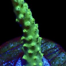 WYSIWYG 26D Joker Acropora