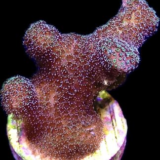 WYSIWYG 19i Mint Shimmer Stylophora Frag