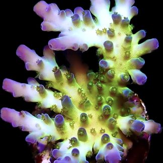 WYSIWYG 19E Violet Venom Acropora Frag