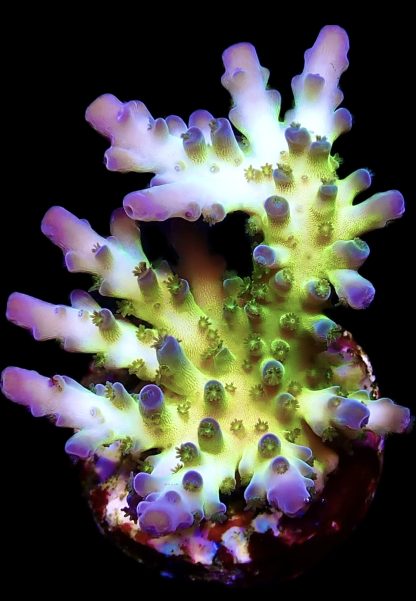 WYSIWYG 19E Violet Venom Acropora Frag
