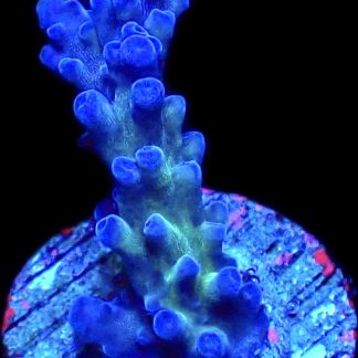 WYSIWYG 10i Electric Miyagi Tort Acropora Frag