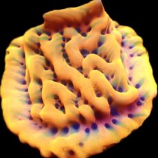 WYSIWYG 8B Beach Bum Montipora Frag
