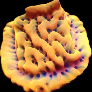 WYSIWYG 8B Beach Bum Montipora Frag