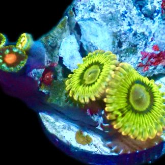 WYSIWYG Zoanthid Frag Q5