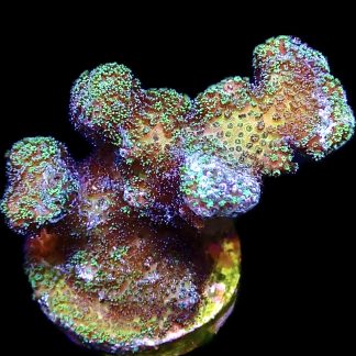 WYSIWYG 19i Mint Shimmer Stylophora Frag Extra Large