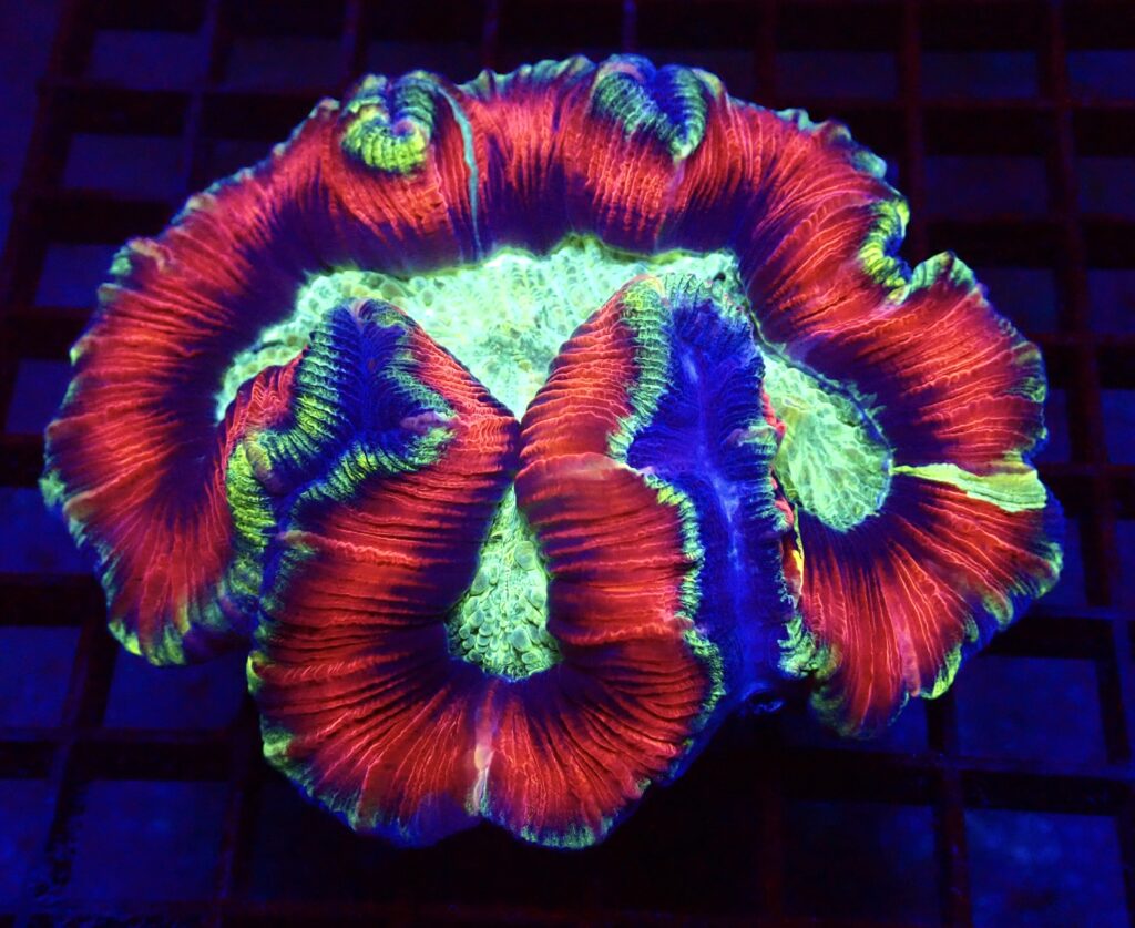WYSIWYG 1 Ultra Rainbow Trachyphyllia Large