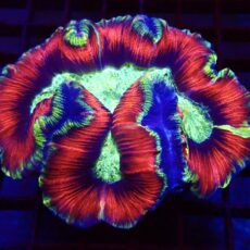 WYSIWYG 1 Ultra Rainbow Trachyphyllia Large