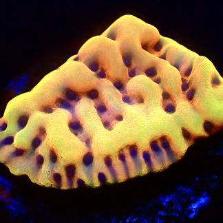 WYSIWYG 11A Beach Bum Montipora Frag
