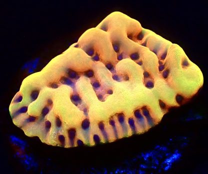 WYSIWYG 11A Beach Bum Montipora Frag