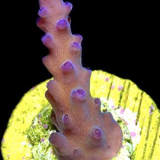 WYSIWYG 15D Oregon Tort Acropora Frag