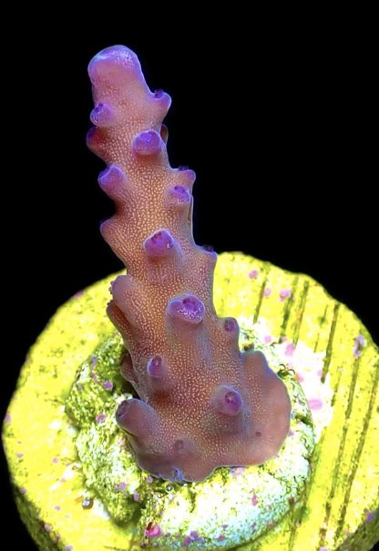 WYSIWYG 15D Oregon Tort Acropora Frag
