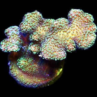 WYSIWYG 19i Mint Shimmer Stylophora Frag Extra Large