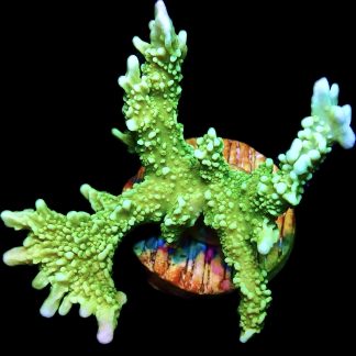 WYSIWYG 20i Elkhorn Montipora Frag XL