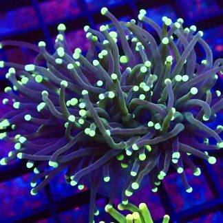 Purple Stem Fluorescent Fluorescent Tip Torch Euphyllia Double Head