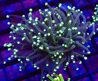 Purple Stem Fluorescent Fluorescent Tip Torch Euphyllia Double Head