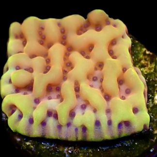 WYSIWYG 12K Beach Bum Montipora Frag