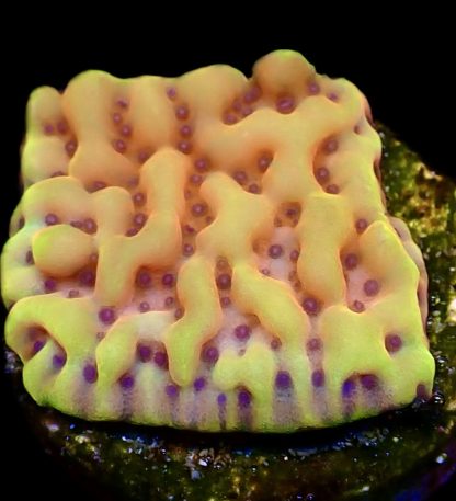 WYSIWYG 12K Beach Bum Montipora Frag