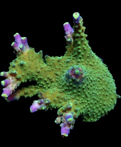 WYSIWYG 14F Joker Acropora Small Colony